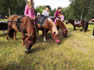 Neljä ponia syömässä ruohoa hoitajansa vierellään Vekkulit Vestarit -tapahtumassa